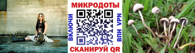 Псилоцибиновые грибы Psilocybine cubensis наркотики Верея